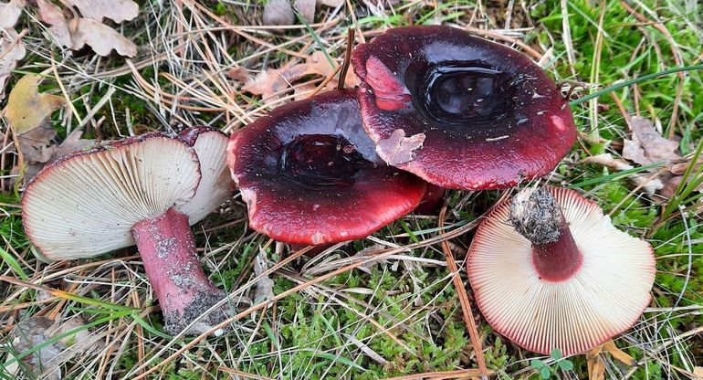 Appelgeurrussula heeft een sterke geur van appels