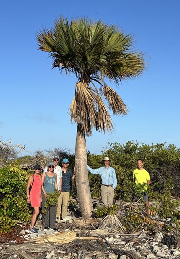 Sabal lougheediana on Bonaire