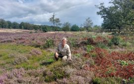 Staatsbosbeheer Ine Nijveld: “Hier zie je enkele oude heideplanten. Dat is prima, zo lang het er niet te veel zijn. Het gaat om de afwisseling.”
