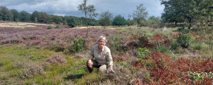 Ine Nijveld: “Hier zie je enkele oude heideplanten. Dat is prima, zo lang het er niet te veel zijn. Het gaat om de afwisseling.”