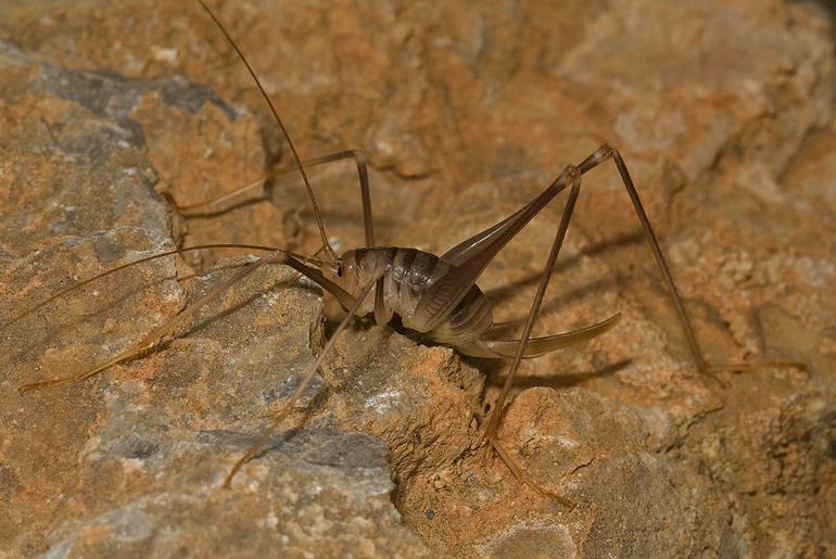 De Matsakis-grottensprinkhaan (Dolichopoda matsakisi) is slechts bekend van één grottenstelsel in Griekenland. De soort staat als Kwetsbaar op de Rode Lijst