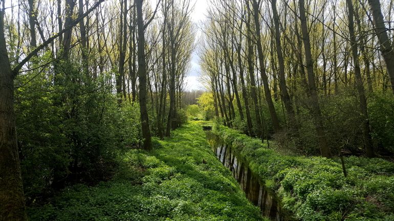 Het is de vraag of recreatiebosen rond de grote steden een geschikt habitat vormen voor boommarters