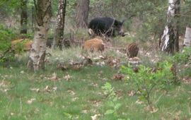 wild zwijn met jongen Leenderbos