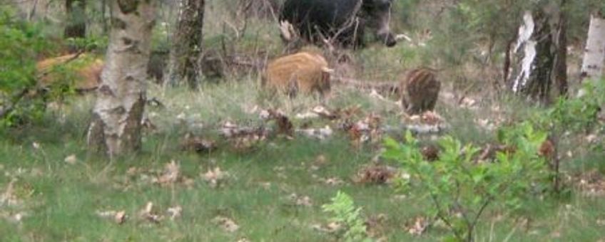 wild zwijn met jongen Leenderbos