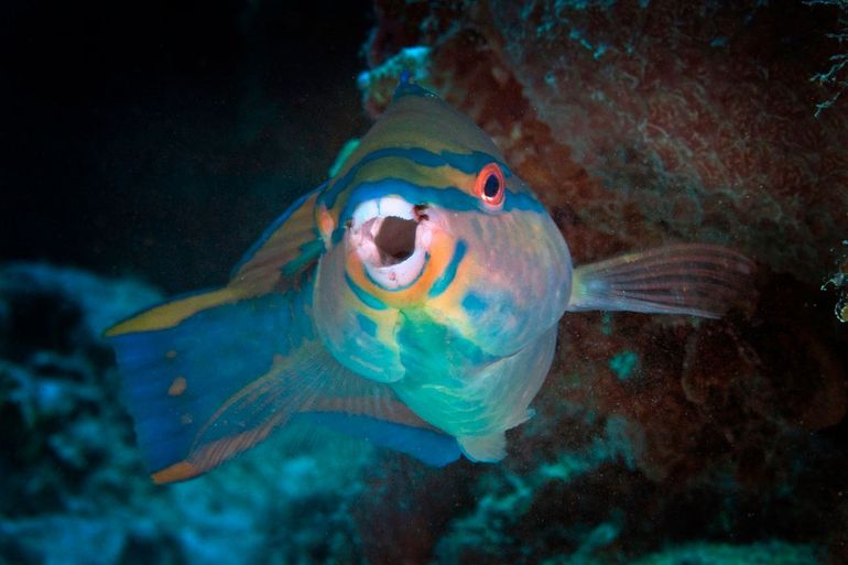 Princess Parrotfish (Scarus taeniopterus)