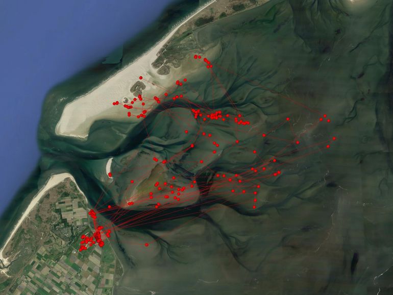 Voorbeeldtrack van een scholekster die tussen 22 december 2017 en 10 januari 2018 gebruik heeft gemaakt van zowel wadplaten als graslanden als foerageergebied. Intervallen tussen GPS posities bedragen steeds 1 uur.