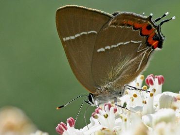 De iepenpage is in 2016 weer op veel nieuwe plekken ontdekt