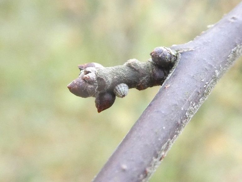 De eitjes van de meidoornuil zitten vaak naast een knop