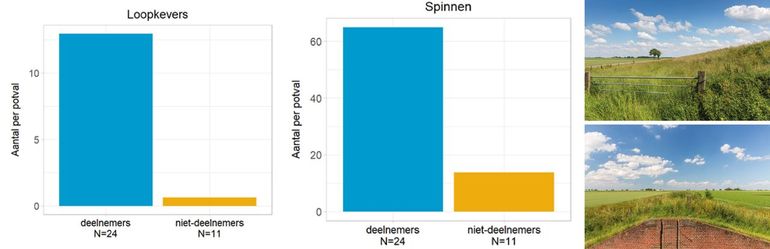 Figuur 3. Links: aantal loopkevers per potval in dijkvakken van deelnemers en niet-deelnemers. Rechts: aantal spinnen per potval bij deelnemers en niet-deelnemers. N = aantal potvallen. Foto’s: ruige vegetatie op de slaperdijken biedt geschikt habitat voor loopkevers en spinnen