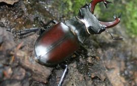 Closeup Vliegend hert op eik, Reichswald. Foto: Robert Ketelaar, Natuurmonumenten