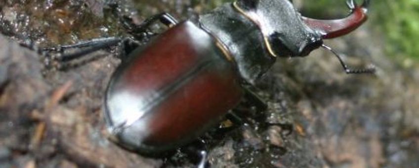 Closeup Vliegend hert op eik, Reichswald. Foto: Robert Ketelaar, Natuurmonumenten