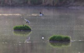 Zwarte stern natuurjournaal