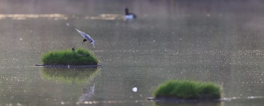 Zwarte stern natuurjournaal