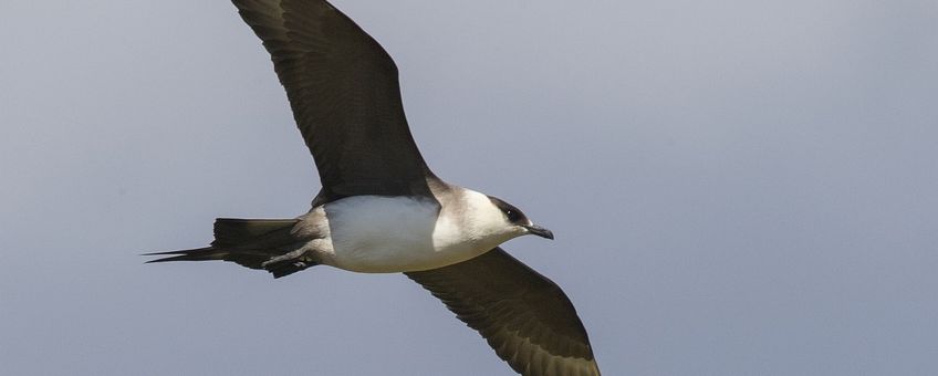 Stercorarius parasiticus. Kleine jager