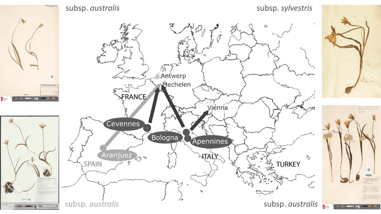 Grazie alla ricerca, c'è finalmente più chiarezza sull'origine del tulipano selvatico nei Paesi Bassi