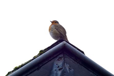 Roodborst op nok van tuinhuis in Leidse Hortus