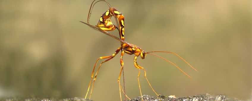 Een vrouwtje van Megarhyssa perlata steekt haar legboor in het hout. Deze soort parasiteert bij houtwespen.