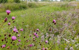 Kars Veling bloemen primair