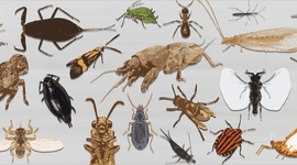 Insect van het Jaar Banner