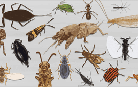 Insect van het Jaar Banner