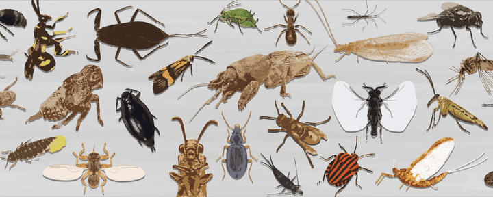 My Topic Insecten Nature Today | Nomineer nu jouw favoriete insect