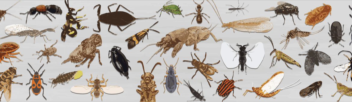 Insect van het Jaar Banner