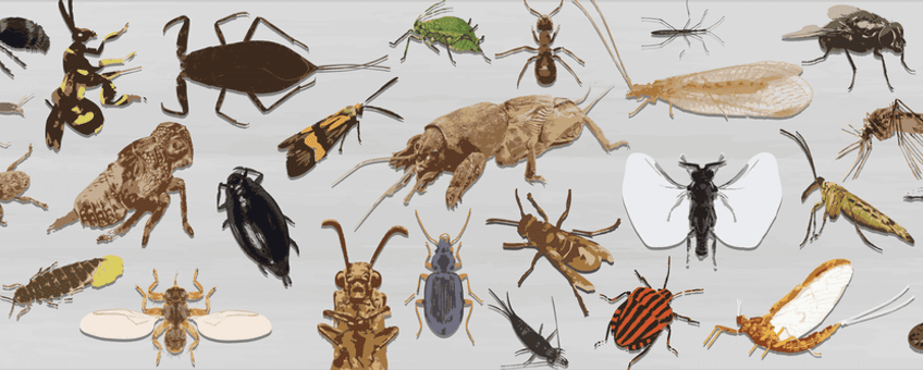 Insect van het Jaar Banner