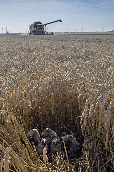 Op 2 augustus 2015 startte de oogst rond het nest met nog niet uitgevlogen jonge Blauwe Kiekendieven in Flevoland