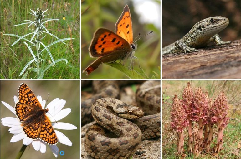 Enkele typische soorten van droog schraalland in de Kempen: v.l.n.r. boven:bosdroogbloem, kleine vuurvlinder, levendbarende hagedis, onder: veldparelmoervlinder, gladde slang & grote bremraap