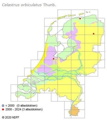 De verspreiding van Boomwurger in Nederland