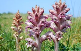 Ed Stikvoort, Saxifraga walstrobremraap