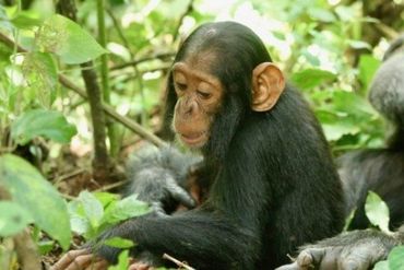 A two-year-old chimp named Betty, who succumbed to the virus