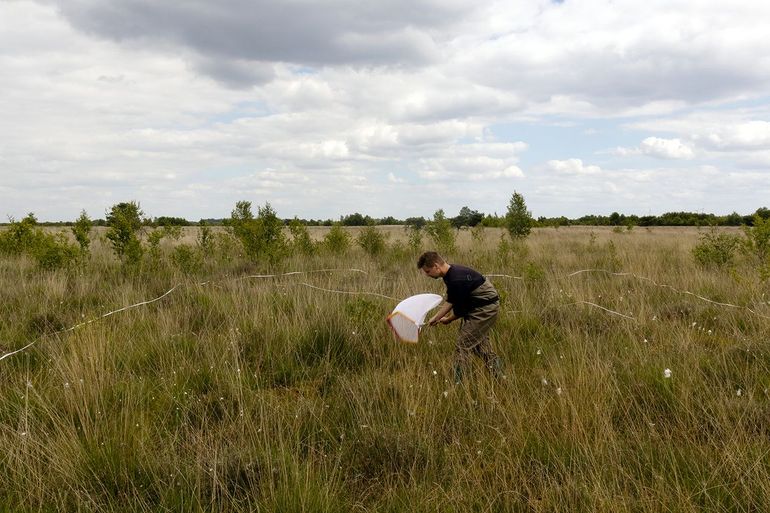 Bemonstering in het Bargerveen met een sleepnet