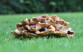Meripilus giganteus, Reuzenzwam