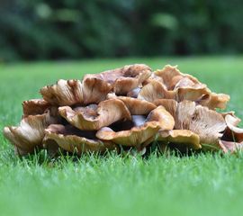Meripilus giganteus, Reuzenzwam