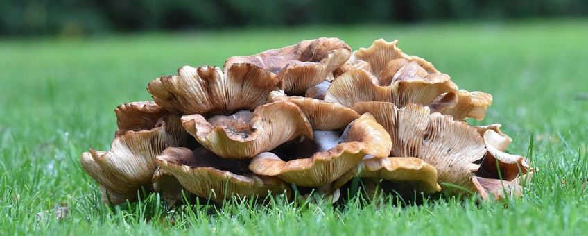 Meripilus giganteus, Reuzenzwam