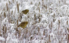 Emberiza citrinella. Geelgors