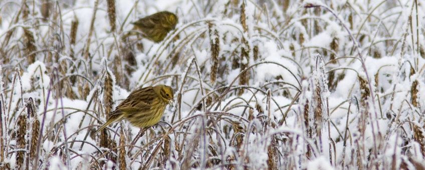 Emberiza citrinella. Geelgors