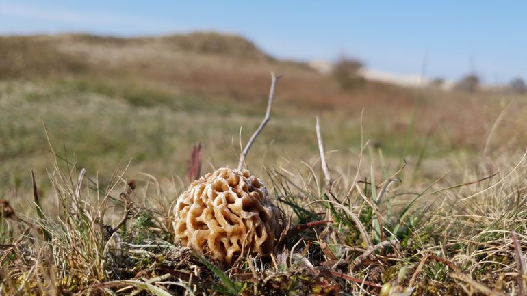 Morchella cf* dunensis