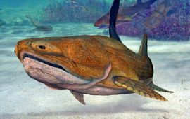 Brian Choo, deviant art Reconstructie van Entelognathus primordialis