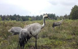 De kraanvogels met jong, vastgelegd op wildcam