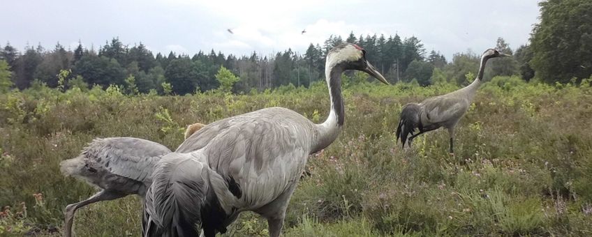 De kraanvogels met jong, vastgelegd op wildcam