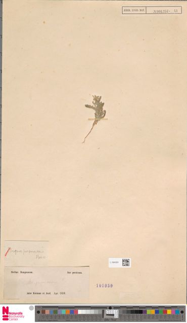 Herbarium-specimen van Petiniotia purpurascens