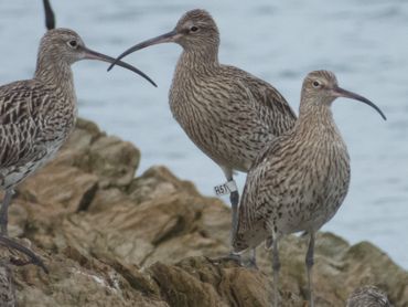 Wulp H51 bij Ria del Eo Castropol Asturias, op 14 oktober 2019