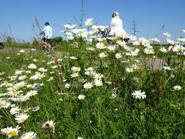 In bermen liggen enorme kansen voor biodiversiteit