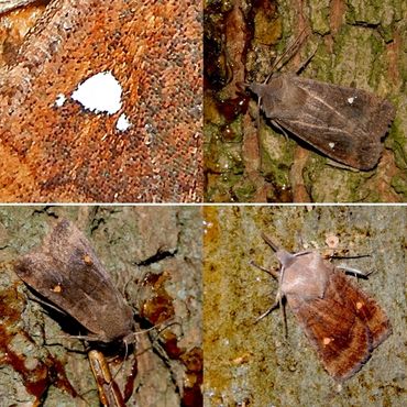 Wachtervlinder: de twee satelietvlekjes bij de niervlek (linksboven) is kenmerkend, de kleur ervan zeer variabel