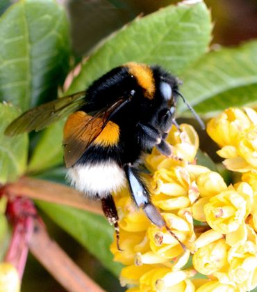 Hommel op een mahoniestruik