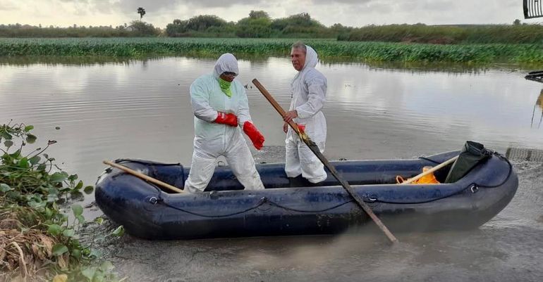 Pogingen om de waterhyacint te bestrijden