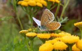 Kars Veling icarusblauwtje in berm