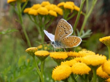 Het icarusblauwtje is een typische vlinder van bloemrijk grasland